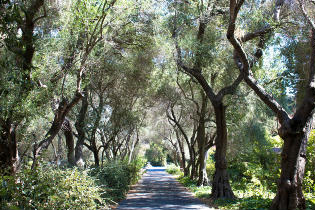 Olive Tree Walkway