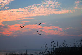 Seagulls in Flight with Sun