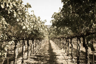 The Vineyards are Beautiful Even without Color