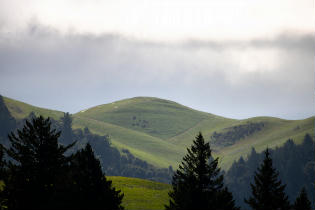 Windy Hill Open Space Preserve