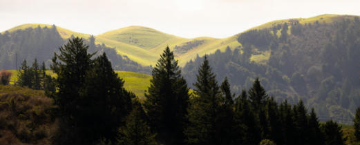 Windy Hill Open Space Preserve