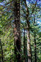Big Basin Redwoods State Park