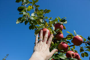 Apple Picking