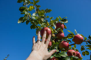 Apple Picking