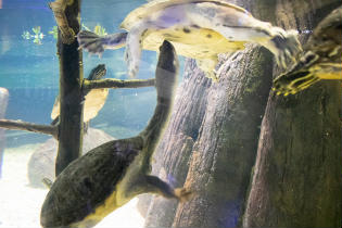 OdySea Aquarium