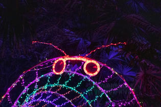 Christmas Lights at Selby Gardens